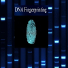 DNA Fingerprinting & Nanotechnology