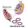 Gene Silencing Technologies and Mitochondrial Replacement Therapy