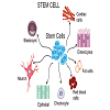 Stem Cell and Cloning - 01